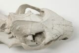Articulated, Fossil Oreodont (Miniochoerus) Skeleton - Wyoming #197374-9